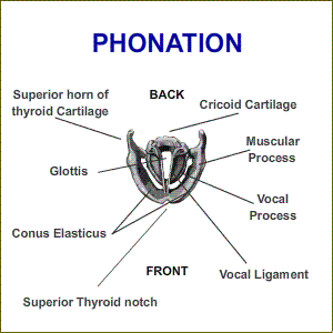 Vocal Folds in Singing